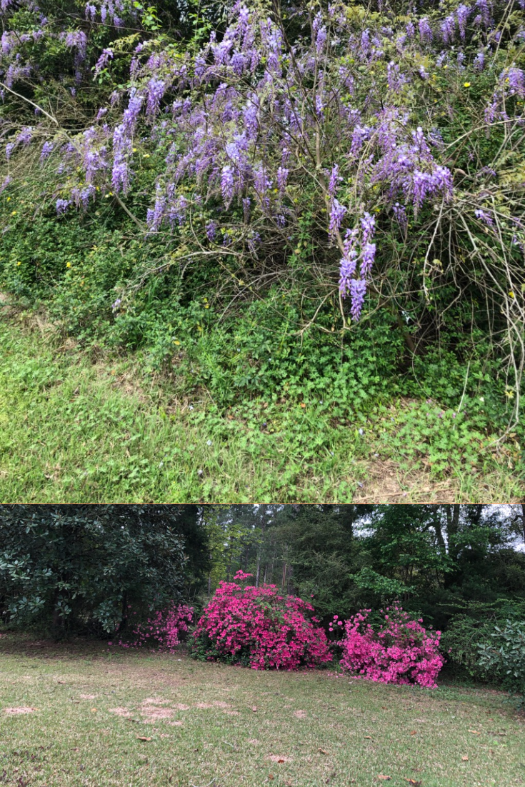 Pictures from the backyard - Wisteria and Azalea bushes - Doc Sibley
